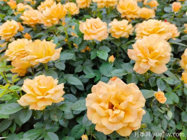 夏天養(yǎng)月季，月季高溫養(yǎng)護指南(圖1)