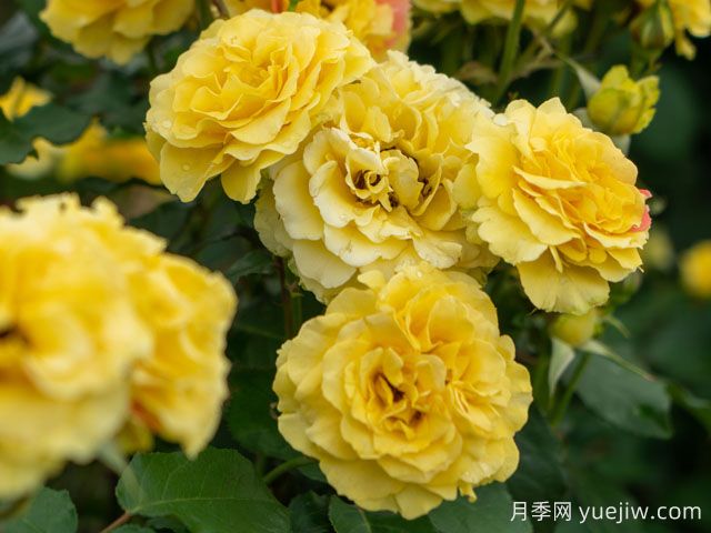 金管樂(lè)隊(duì)月季(圖2)