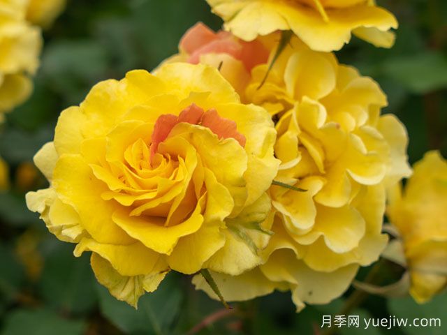 金管樂(lè)隊(duì)月季(圖1)