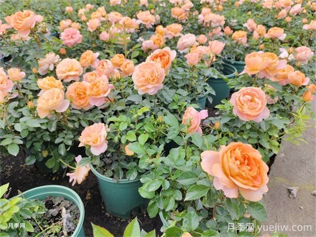 夏季養(yǎng)月季的常見問題，幫月季安全度夏(圖1)