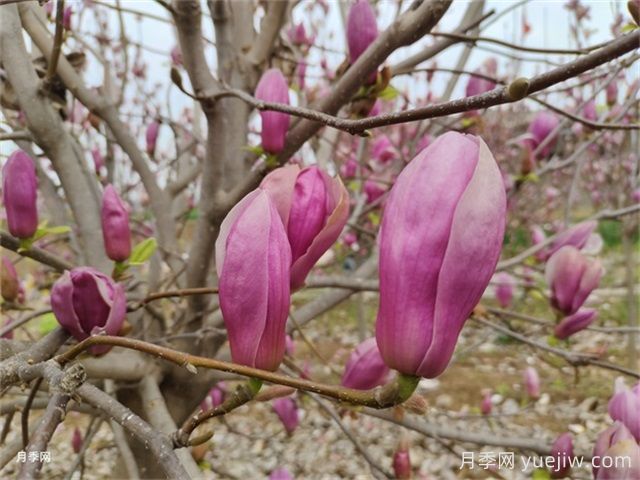 辛夷是玉蘭花的花苞嗎？(圖1)