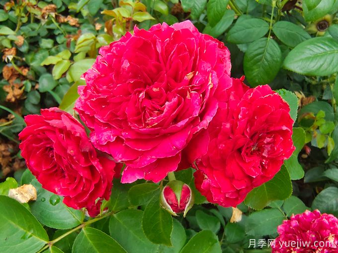 紅達月季/紅色達芬奇月季(圖2)