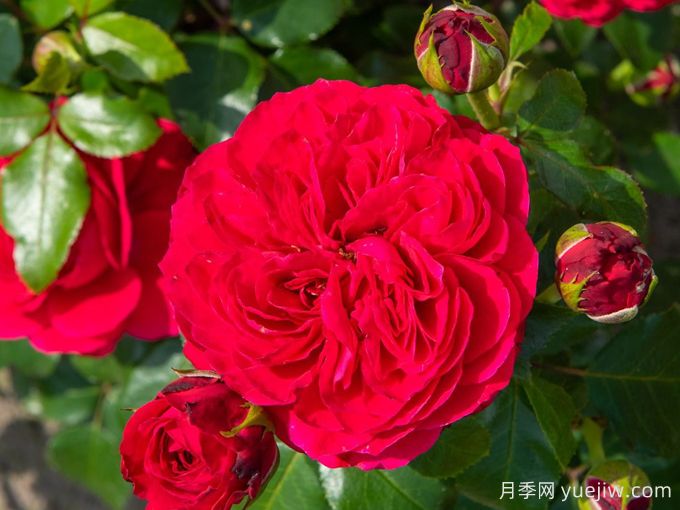 紅色達芬奇月季和粉色達芬奇月季有什么區(qū)別？(圖1)