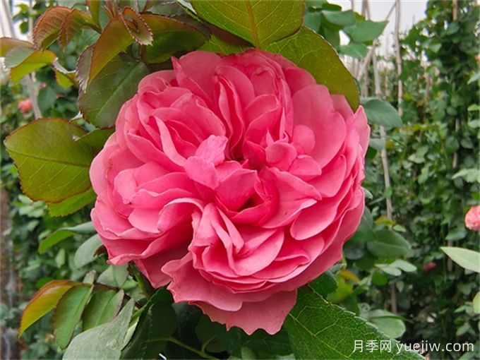 紅色達芬奇月季和粉色達芬奇月季有什么區(qū)別？(圖2)