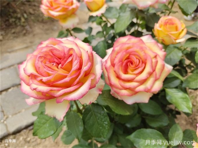 月季花夏季養(yǎng)護(hù)管理重點(diǎn)，4方面讓月季長(zhǎng)的旺(圖1)