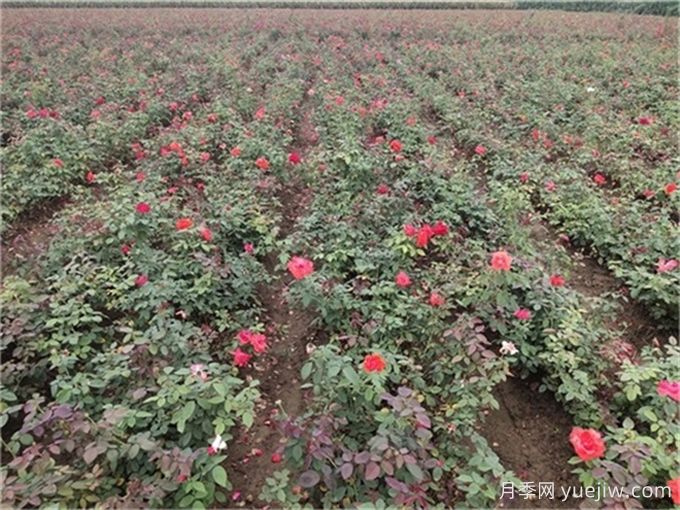 夏季月季養(yǎng)護全攻略，讓月季花絢麗一夏(圖3)