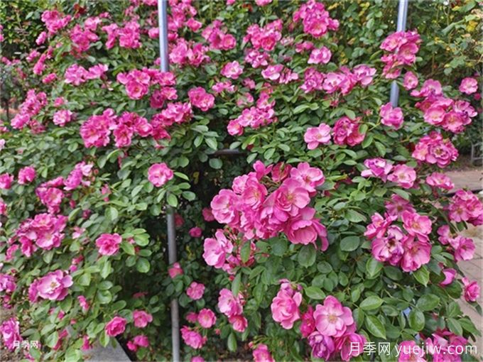 月季度夏指南，夏季紅蜘蛛黑斑病防治教程(圖1)