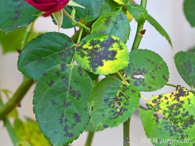 月季度夏指南，夏季紅蜘蛛黑斑病防治教程(圖2)