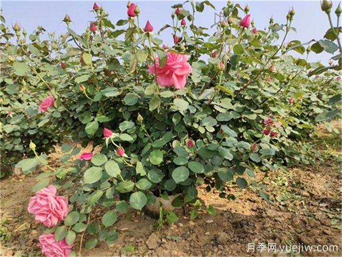 月季度夏指南，夏季紅蜘蛛黑斑病防治教程(圖3)