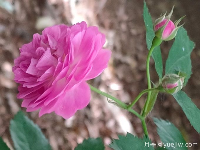 11個薔薇品種，花開滿架一院香(圖2)
