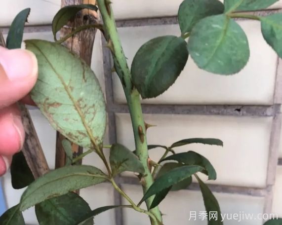 月月季花黃葉長不好？9種常見缺素癥盤點(圖2)