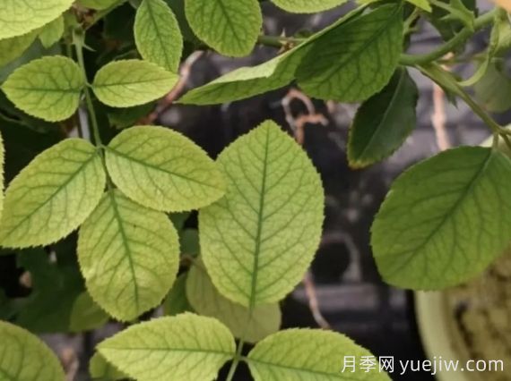 月月季花黃葉長不好？9種常見缺素癥盤點(圖1)