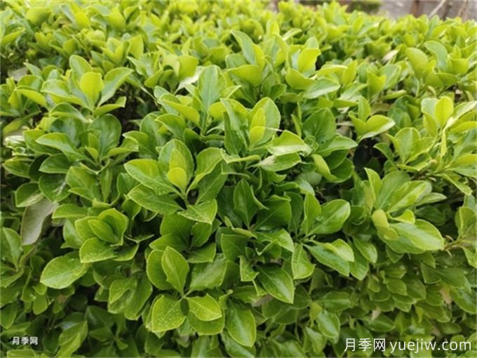 海桐與大葉黃楊，品賞觀葉植物之美(圖1)