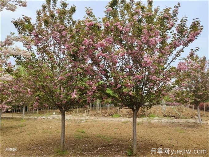 常見喬木灌木驗收規(guī)范與標準(圖1)