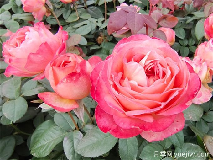 月季夏季養(yǎng)護，讓月季安全度夏的小秘訣(圖1)
