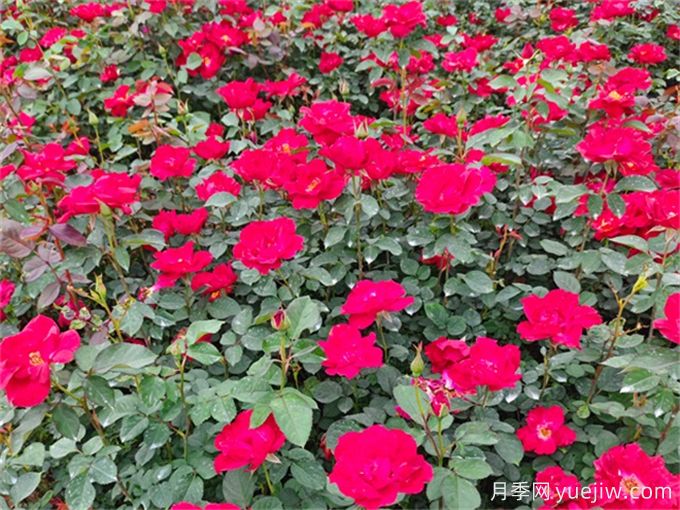月季夏季養(yǎng)護，讓月季安全度夏的小秘訣(圖2)