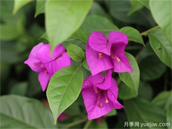 15種曬不死的花，適合夏天種在院子里(圖2)