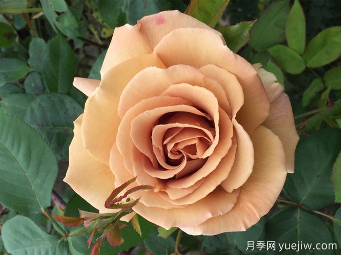 蘇格蘭黃油月季，優(yōu)秀復(fù)古黃色切花(圖1)