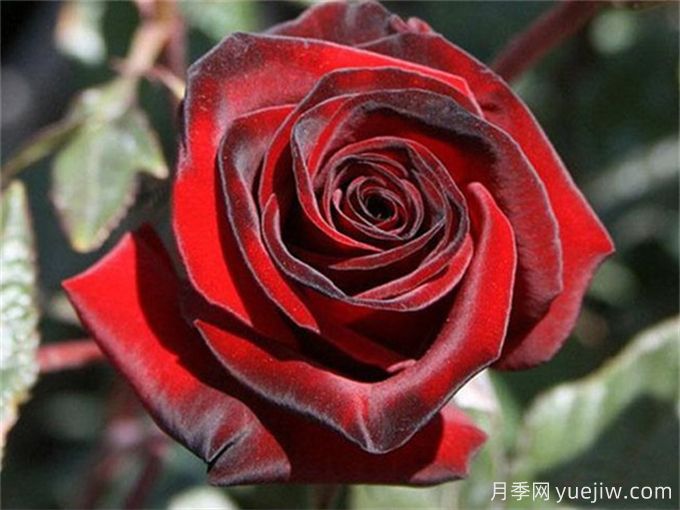 推薦5個高杯狀切花月季品種，人見人愛(圖1)