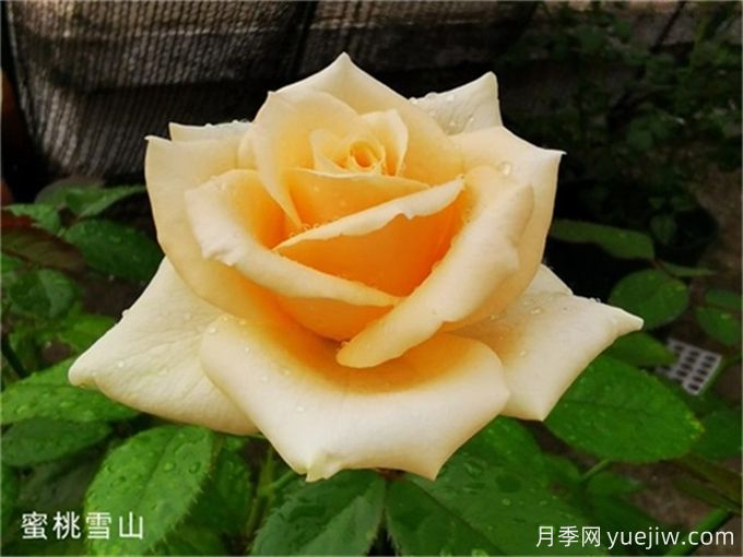 推薦5個高杯狀切花月季品種，人見人愛(圖2)