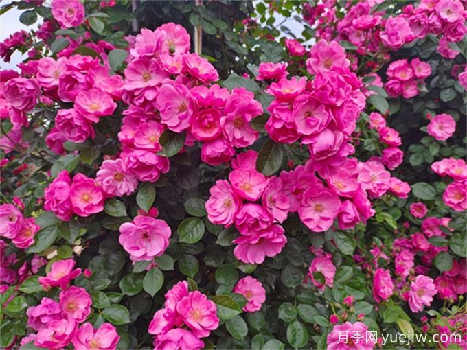 月季花，四季綻放的芬芳傳奇(圖1)