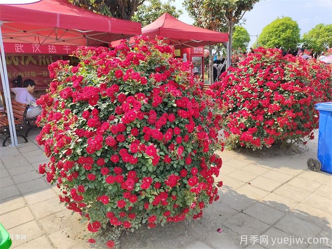 月季花，四季綻放的芬芳傳奇(圖3)