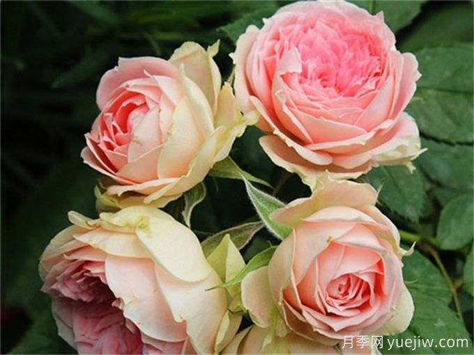 絨球門(mén)廊月季，美麗與挑戰(zhàn)的并蒂之花(圖1)