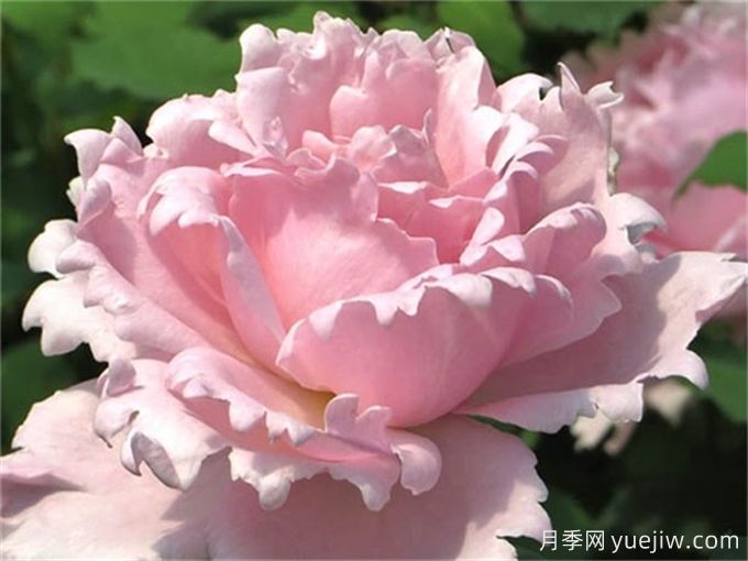 7個(gè)超級(jí)漂亮的粉色月季花品種，又美又仙又香(圖2)
