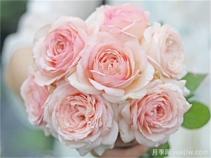 7個(gè)超級(jí)漂亮的粉色月季花品種，又美又仙又香(圖4)