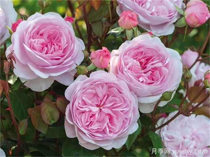 7個(gè)超級(jí)漂亮的粉色月季花品種，又美又仙又香(圖1)