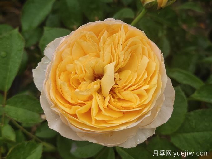 夏季陰雨連綿，依然綻放的10個(gè)濃香美麗月季品種(圖5)