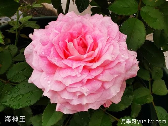 海神王月季，花中仙子的魅力與養(yǎng)護(hù)(圖1)