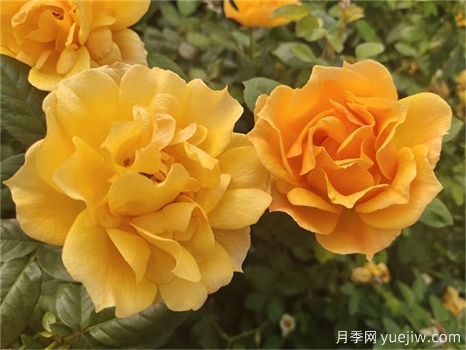 推薦8個豐花月季品種，抗病性強且花色美麗(圖3)
