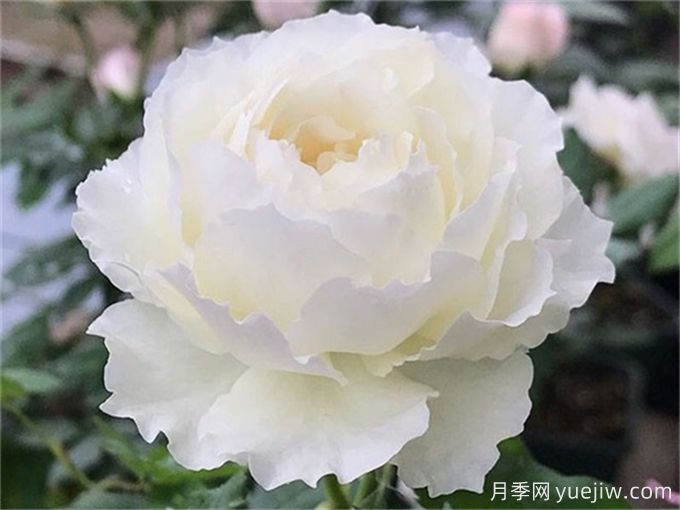 推薦10款白色系月季品種，每一款都經(jīng)典(圖5)