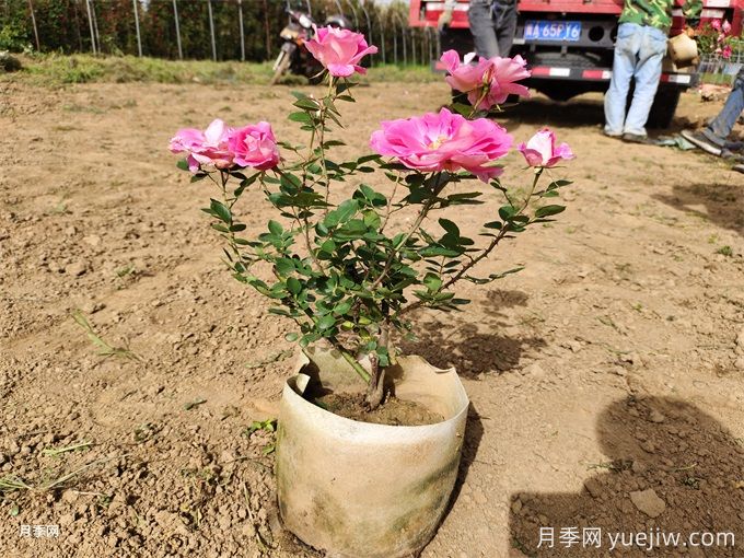 月季花苞為什么會(huì)枯萎？(圖1)