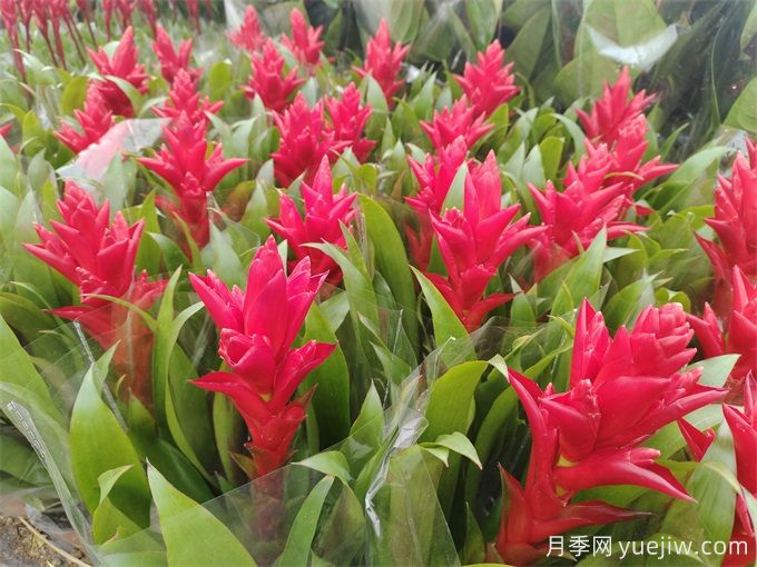 鳳梨花(紅運當(dāng)頭)怎么養(yǎng)？(圖1)