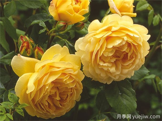 超級香的月季品種分享，花開滿院香(圖1)