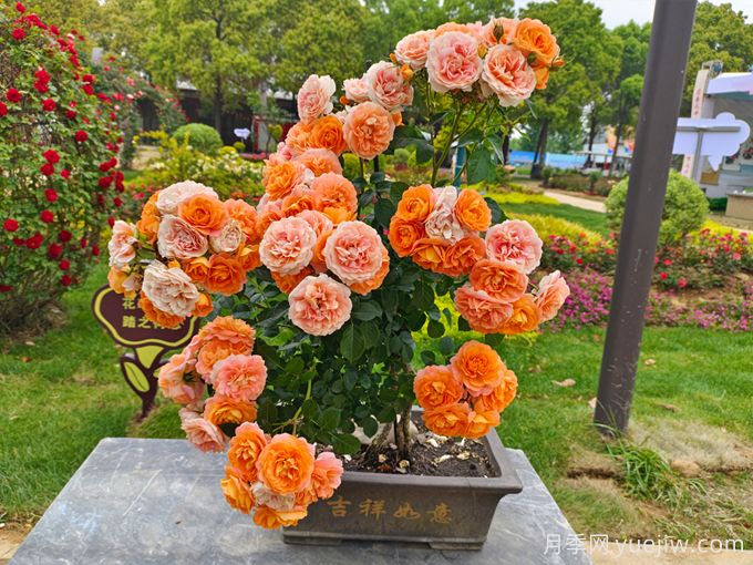 如何提高花木盆景的觀賞效果？(圖1)