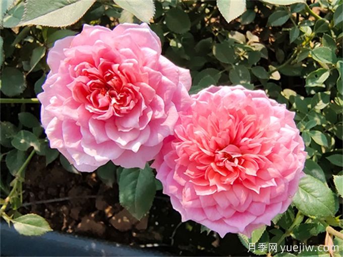 適于室內(nèi)種植的植物和不適于室內(nèi)種植的植物有哪些？(圖1)