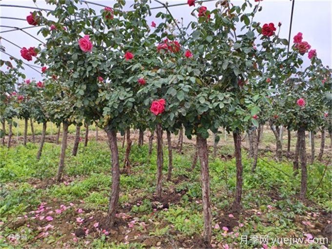如何挖好一個(gè)標(biāo)準(zhǔn)的苗木種植穴？(圖1)