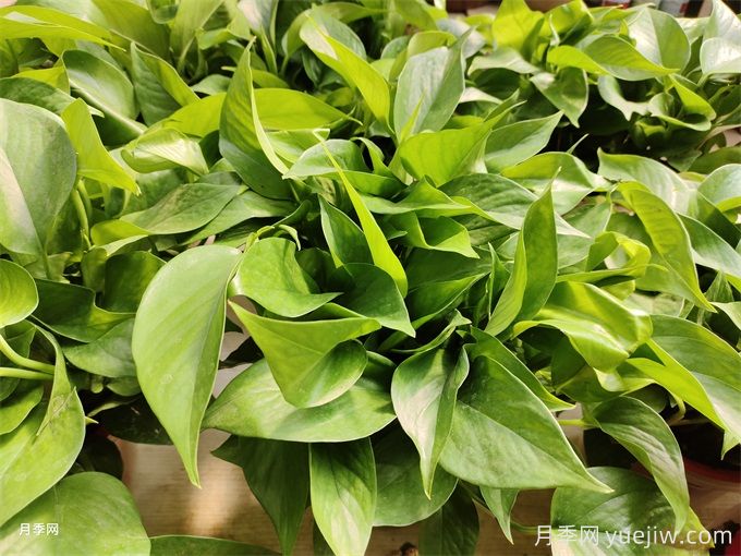 室內(nèi)的綠色植物如何選擇？(圖1)