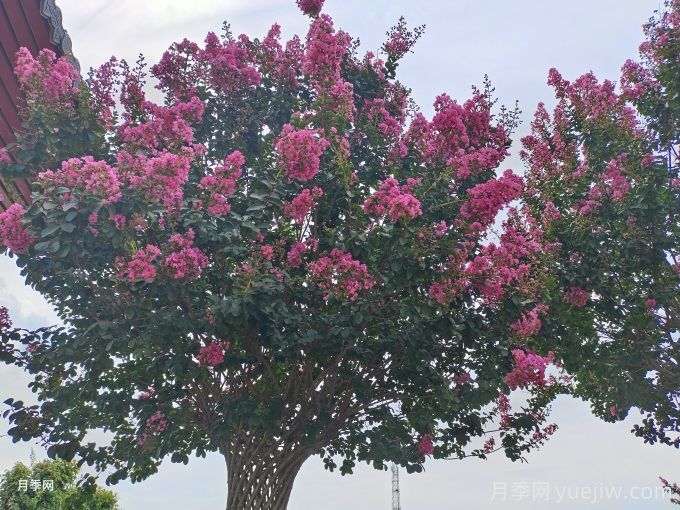 紅葉復(fù)花矮紫薇的優(yōu)勢特點(diǎn)和應(yīng)用范圍(圖1)