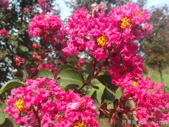 影響紫薇開(kāi)花的5個(gè)因素(圖1)
