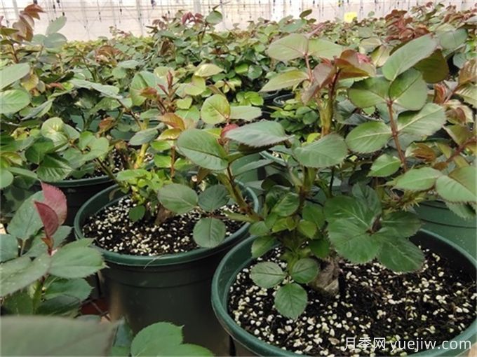 月季出筍芽，需要打頂嗎？(圖1)