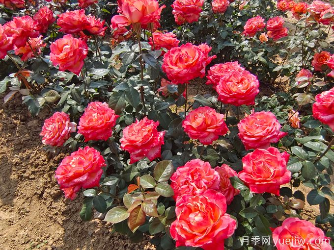 怎樣才能使月季花繁葉茂、株形美觀？(圖1)