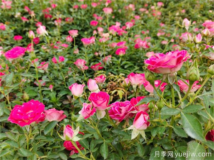植物的僵苗現(xiàn)象是如何形成的？(圖1)