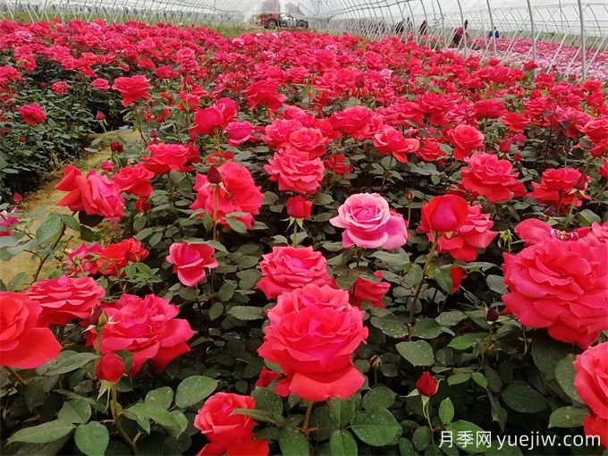 花友月季養(yǎng)護(hù)，推薦用有機(jī)肥還是無(wú)機(jī)肥？(圖1)
