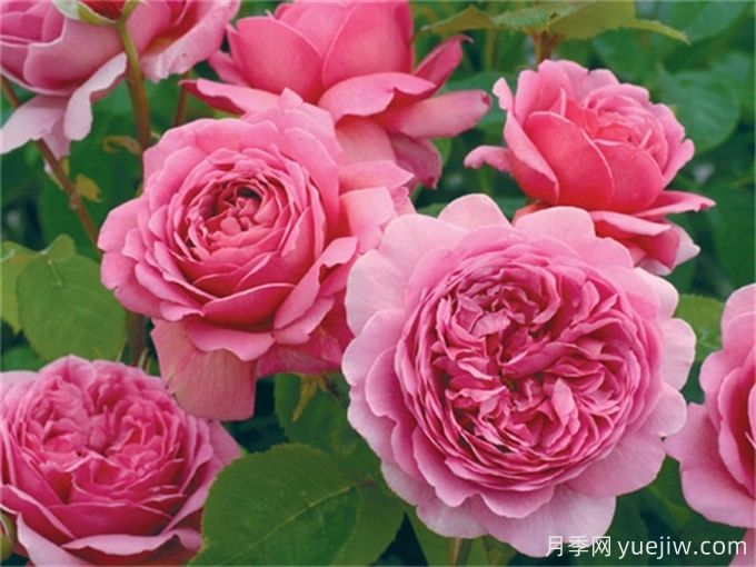 推薦7種優(yōu)秀灌木月季，庭院栽植好養(yǎng)又勤花(圖3)