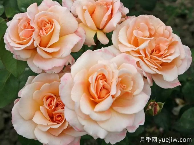 香檳色玫瑰的花語是什么？香檳色玫瑰的寓意和象征(圖1)