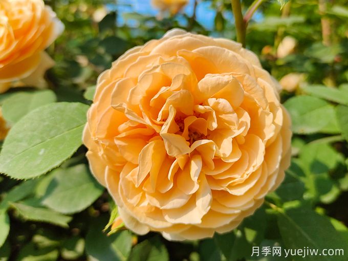 月季薔薇玫瑰，怎樣辨認(rèn)薔薇三姐妹？(圖1)